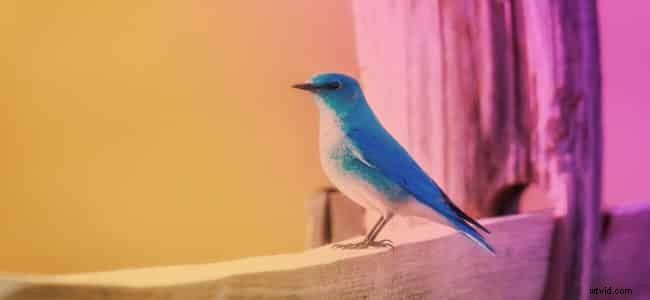 Master Twitter Videos for Business: From Native Content to Powerful Video Ads