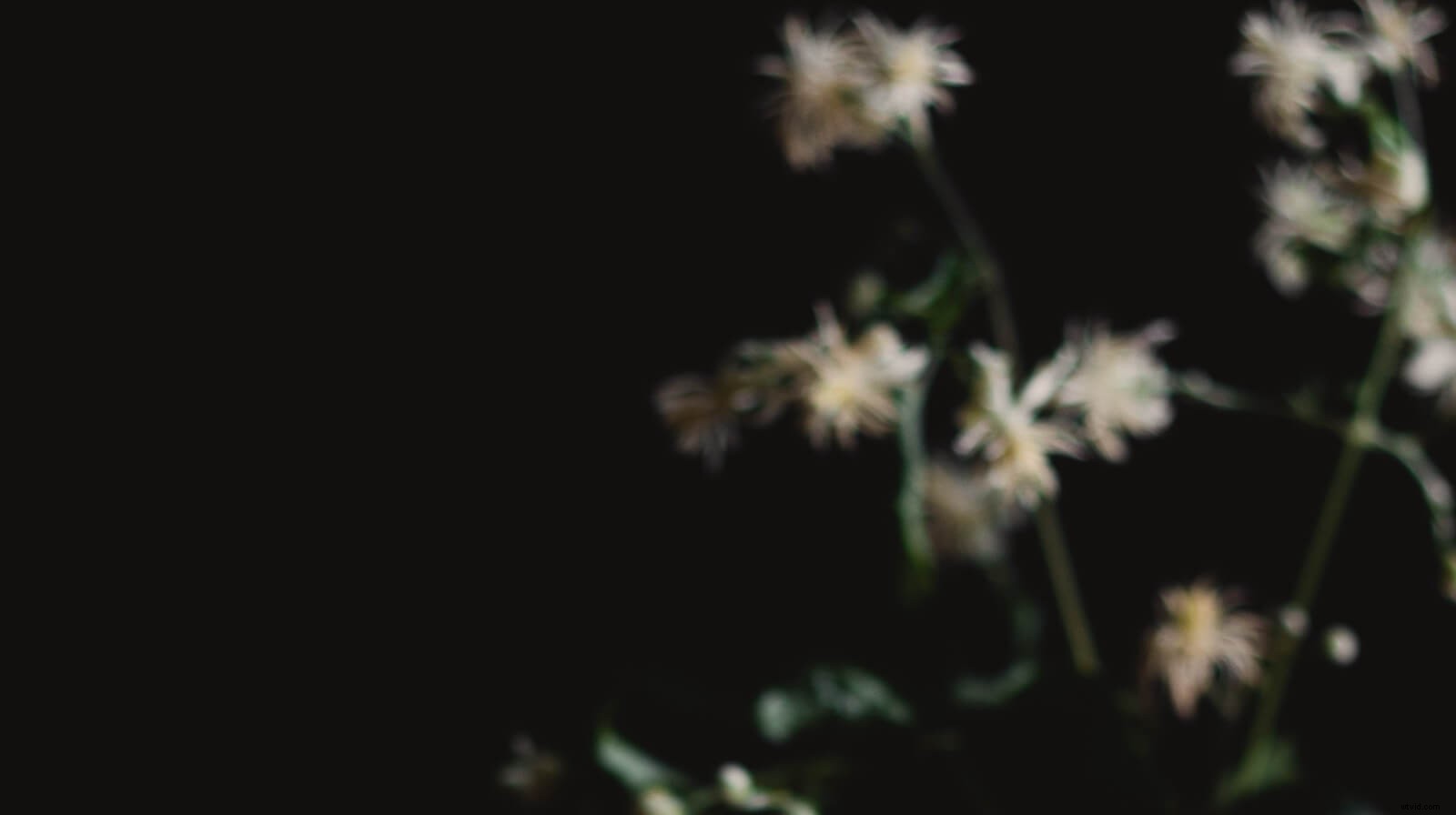 Generate High-Quality Leads with Instagram Stories and IGTV: Proven Strategies for Business Growth