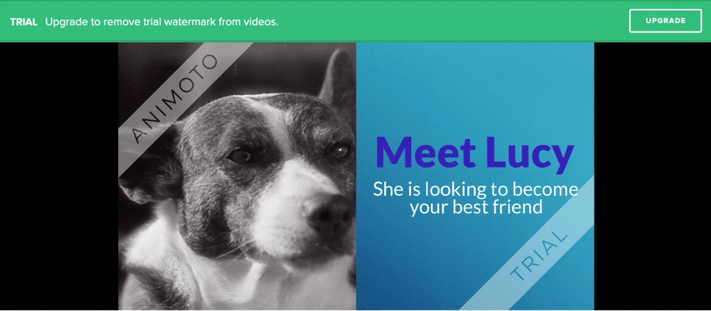 Wave.video vs. Promo vs. Animoto: Ultimate Comparison of Top Online Video Makers