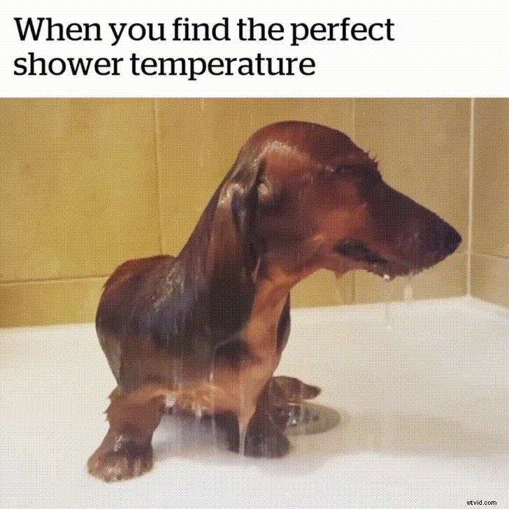 Create Viral Meme Videos: Pro Tips, Creative Ideas & Free Templates