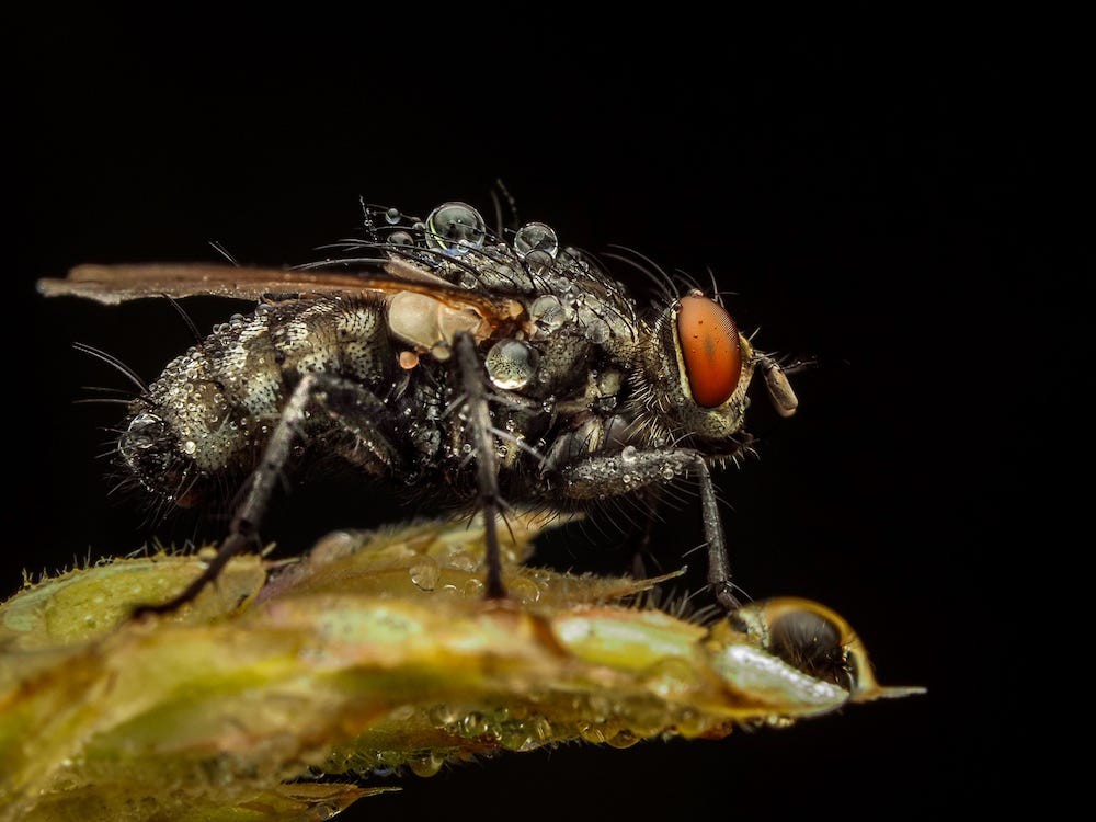 Essential Gear for Beginners: Master Macro Photography