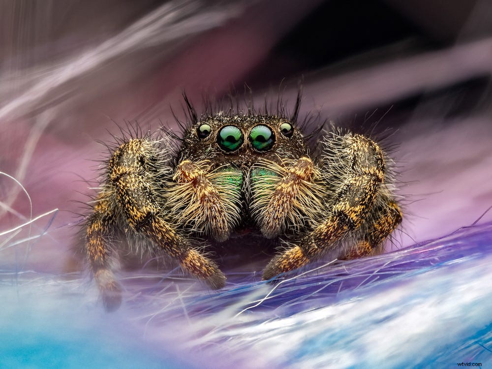 Essential Gear for Beginners: Master Macro Photography