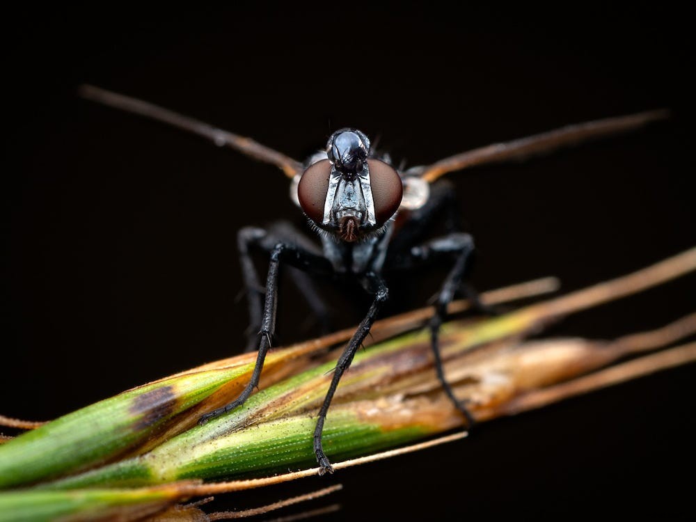 Essential Gear for Beginners: Master Macro Photography