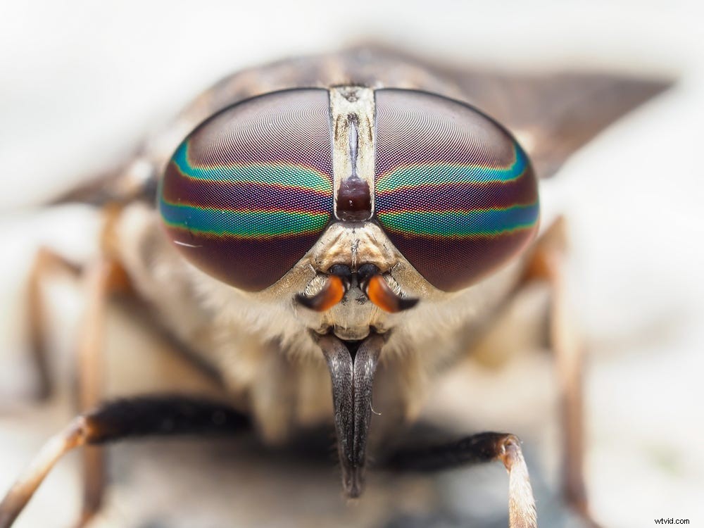 Essential Gear for Beginners: Master Macro Photography