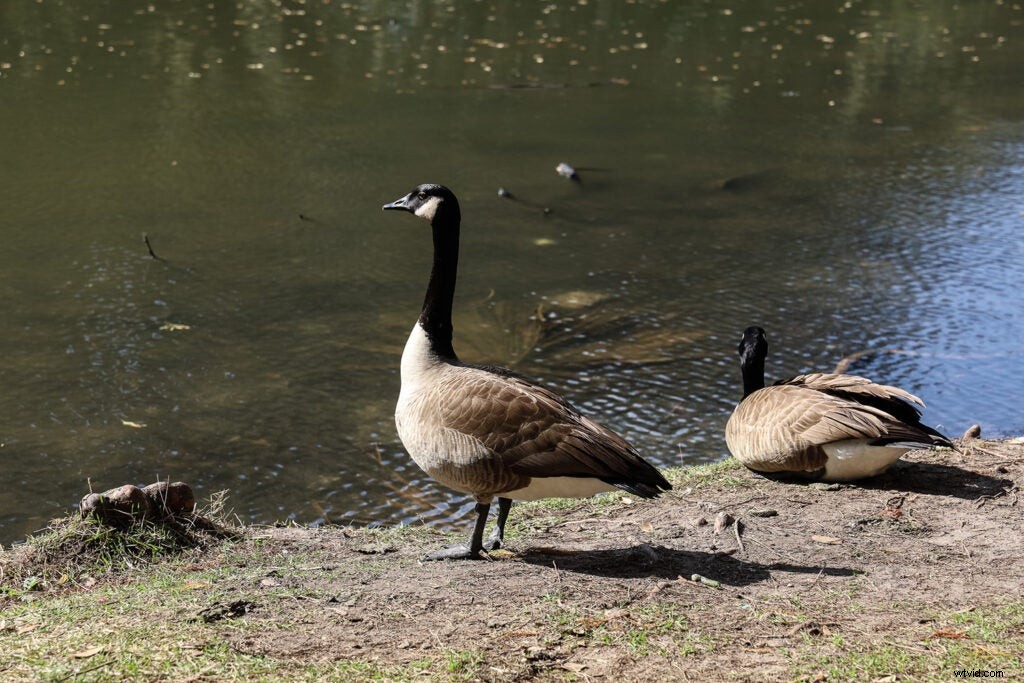 Canon EOS RP Hands-On Review: Sample Images and First Impressions