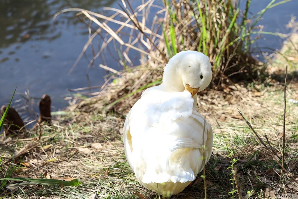 Canon EOS RP Hands-On Review: Sample Images and First Impressions