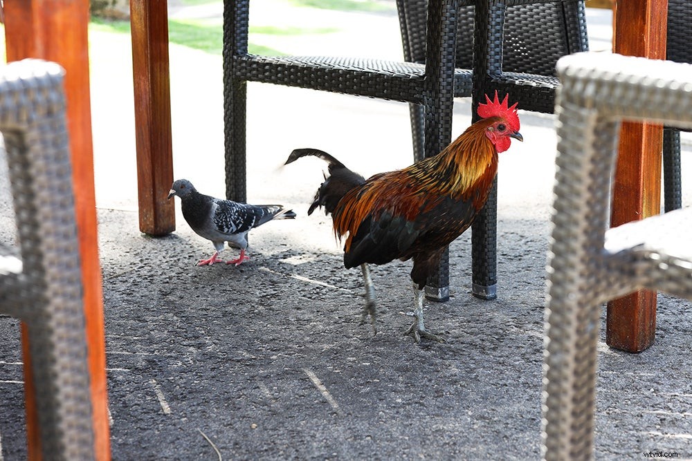 Canon EOS R Full-Frame Mirrorless Camera: Hands-On Review and First Sample Images