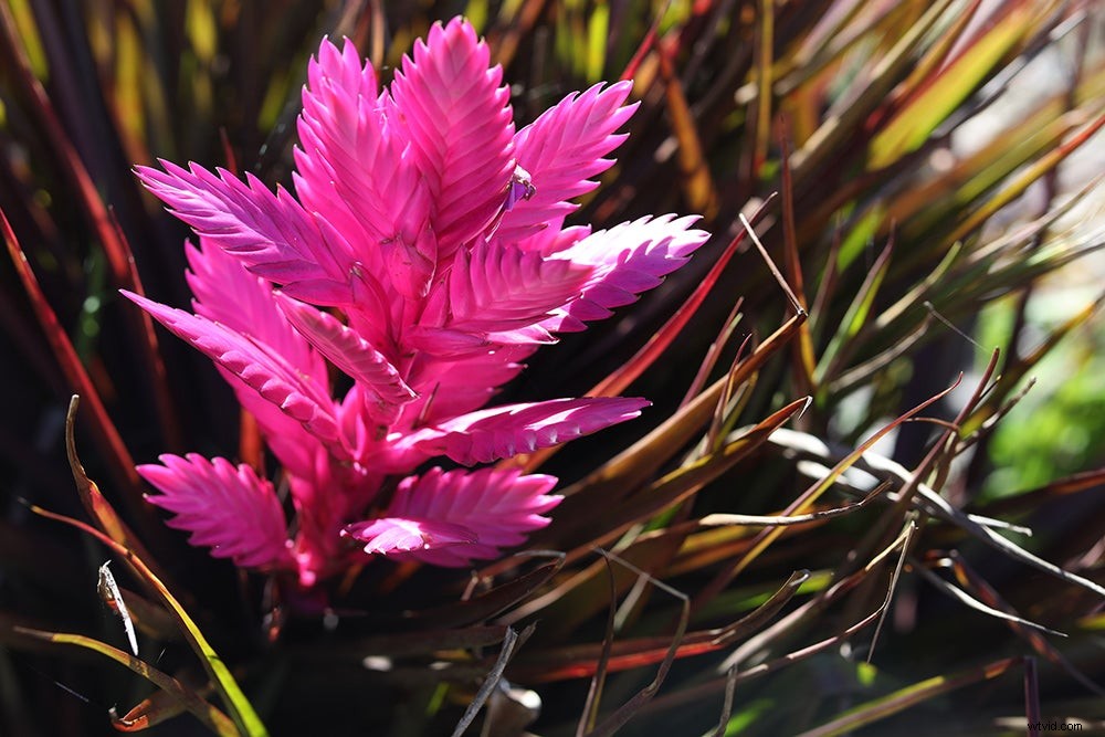 Canon EOS R Full-Frame Mirrorless Camera: Hands-On Review and First Sample Images