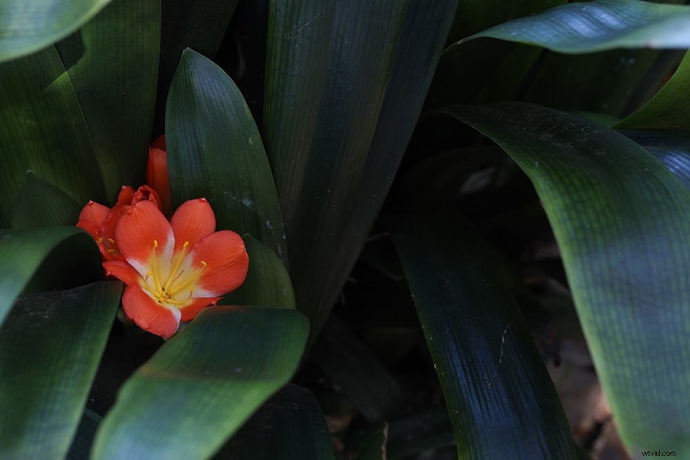 Canon EOS R Full-Frame Mirrorless Camera: Hands-On Review and First Sample Images