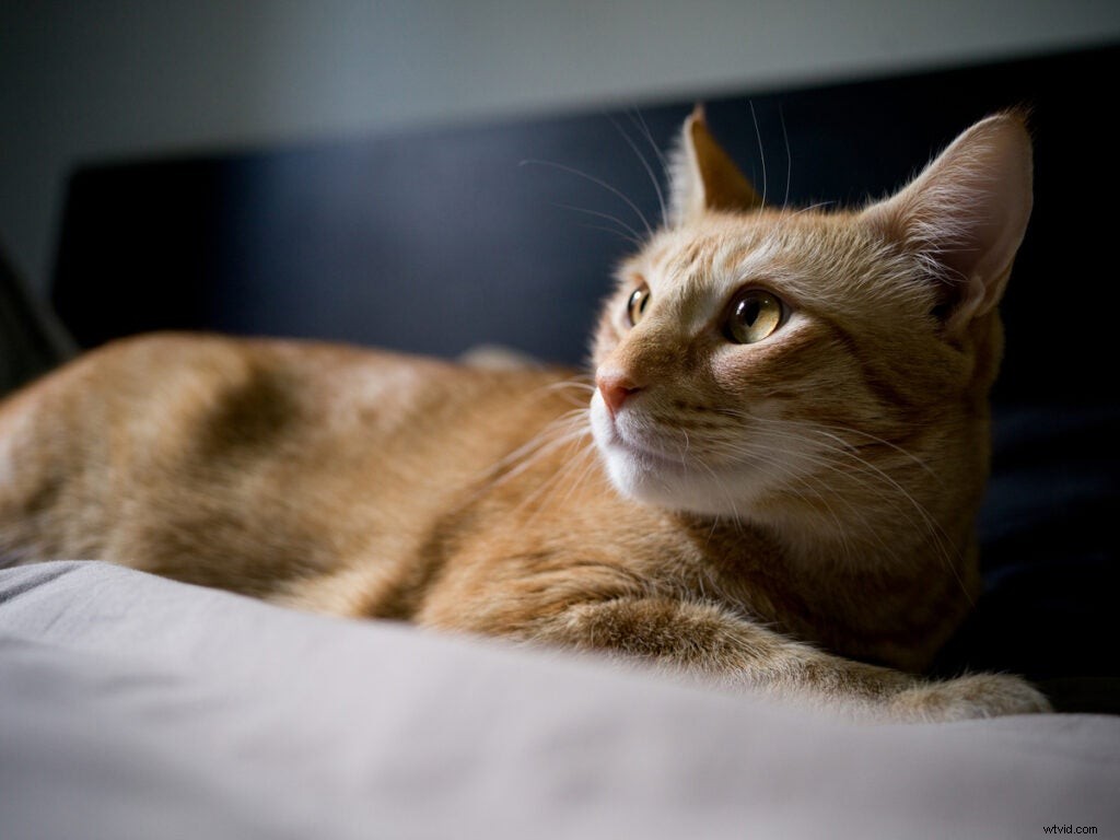 Hasselblad X1D II-50c Hands-On Review: Faster Speed, Lower Price, and Stunning Sample Images