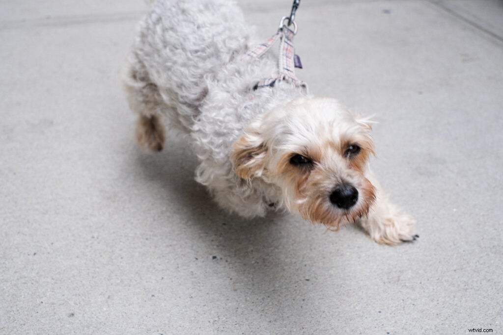 Fujifilm X-Pro3 Hands-On Review: First Impressions and Stunning Sample Images