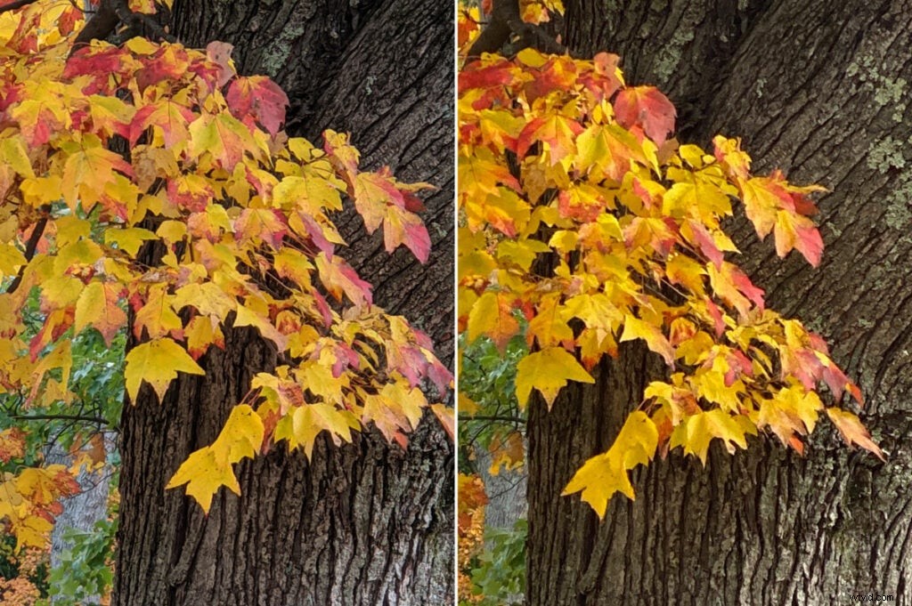 Google Pixel 4 vs iPhone 11 Pro: In-Depth Camera Comparison