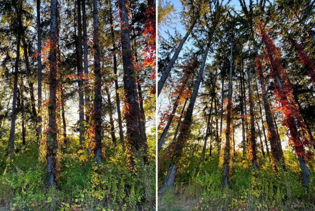 iPhone 11 Pro Camera Review: Exceptional Quality with Key Drawbacks