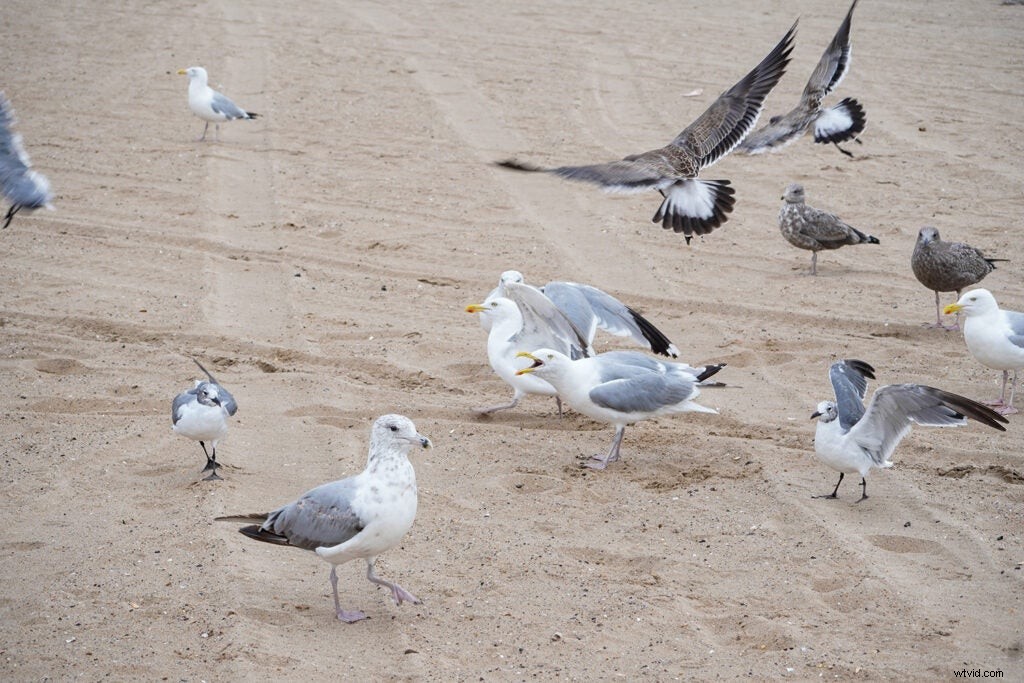 Sony a6600 Hands-On Review: First Impressions, Key Features & Sample Images