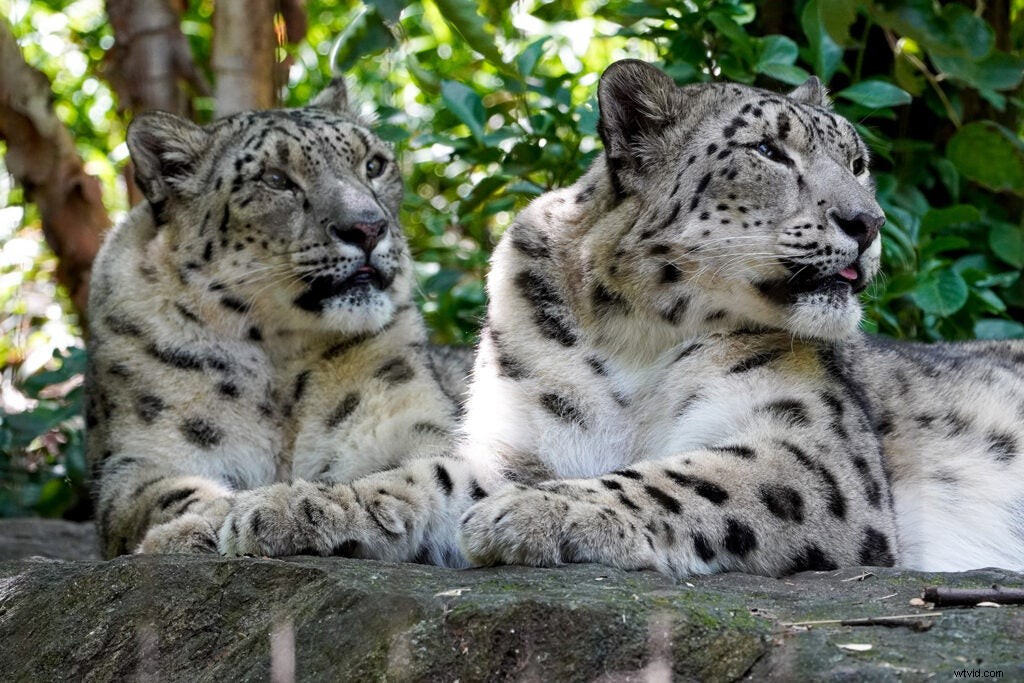 Sony a6600 Hands-On Review: First Impressions, Key Features & Sample Images