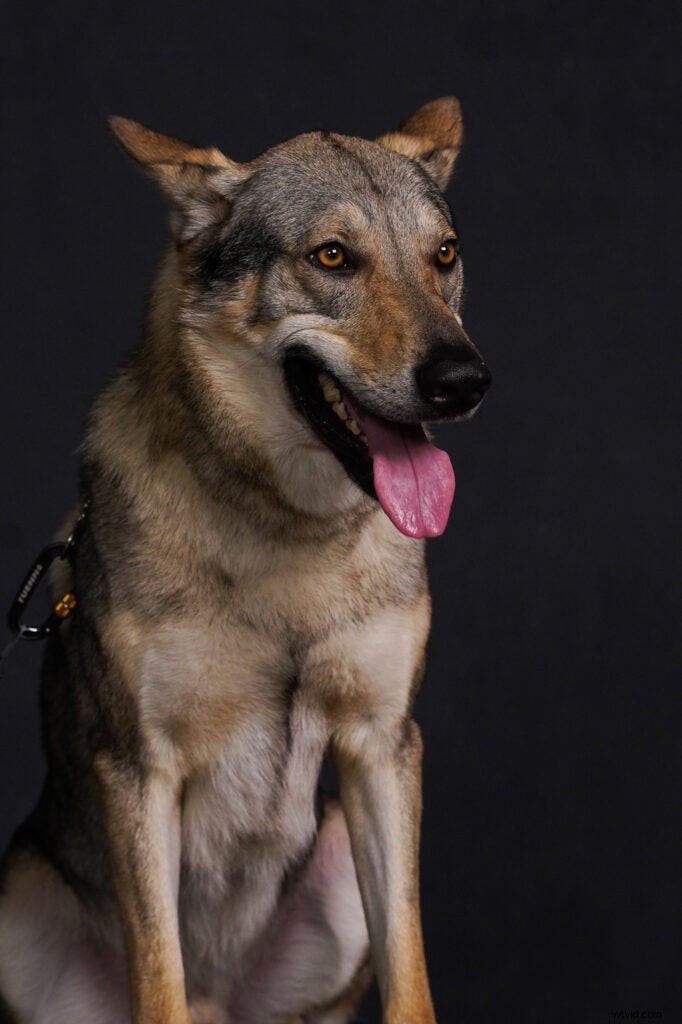 Sony a7R IV Hands-On Review: 61MP Beast with Sample Images