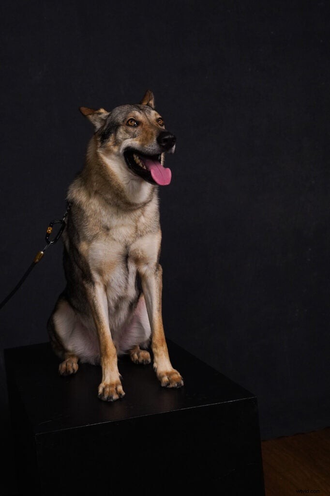 Sony a7R IV Hands-On Review: 61MP Beast with Sample Images