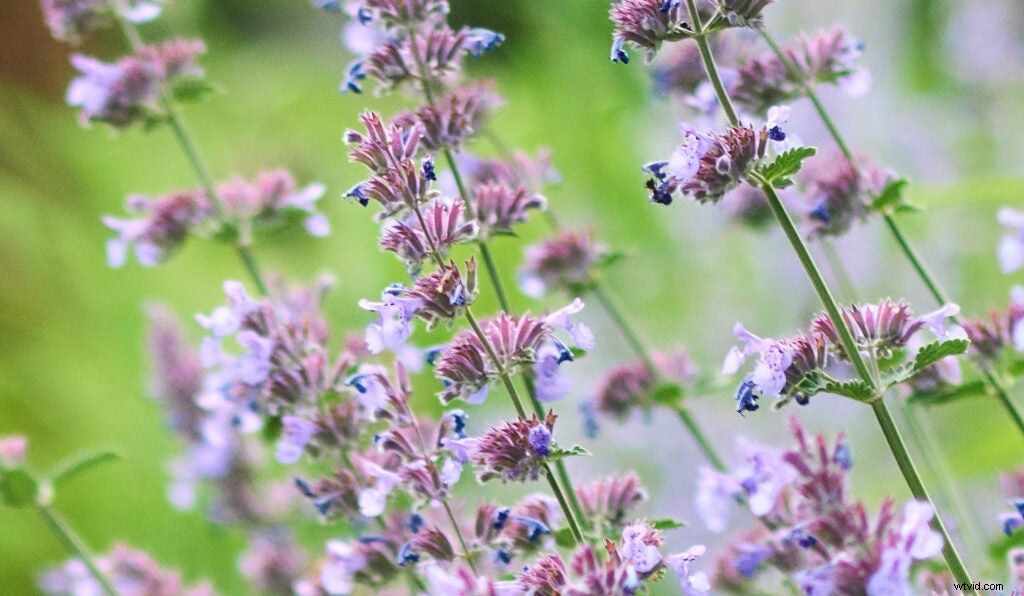 Capturing Epic Detail: Shooting with a 150-Megapixel Medium-Format Camera