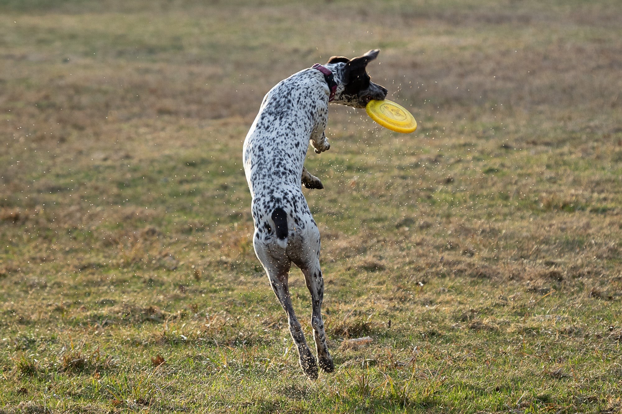 Sony A1 Review: The Ultimate Flagship Alpha Mirrorless Camera