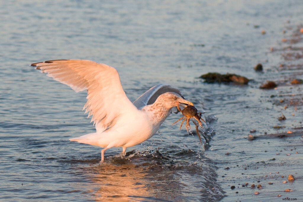 Hasselblad 907X 50C: The $6,400 Camera Blending Retro Charm and Modern Excellence