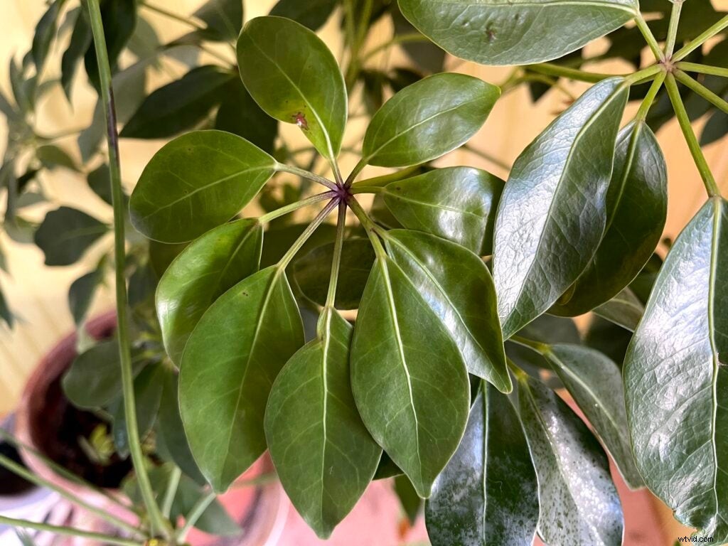 iPhone 12 Pro Max: Why Its Revolutionary Camera Makes It Worth Every Penny