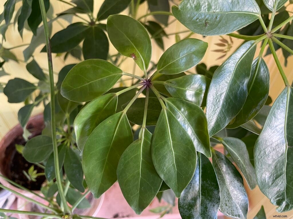 iPhone 12 Pro Max: Why Its Revolutionary Camera Makes It Worth Every Penny