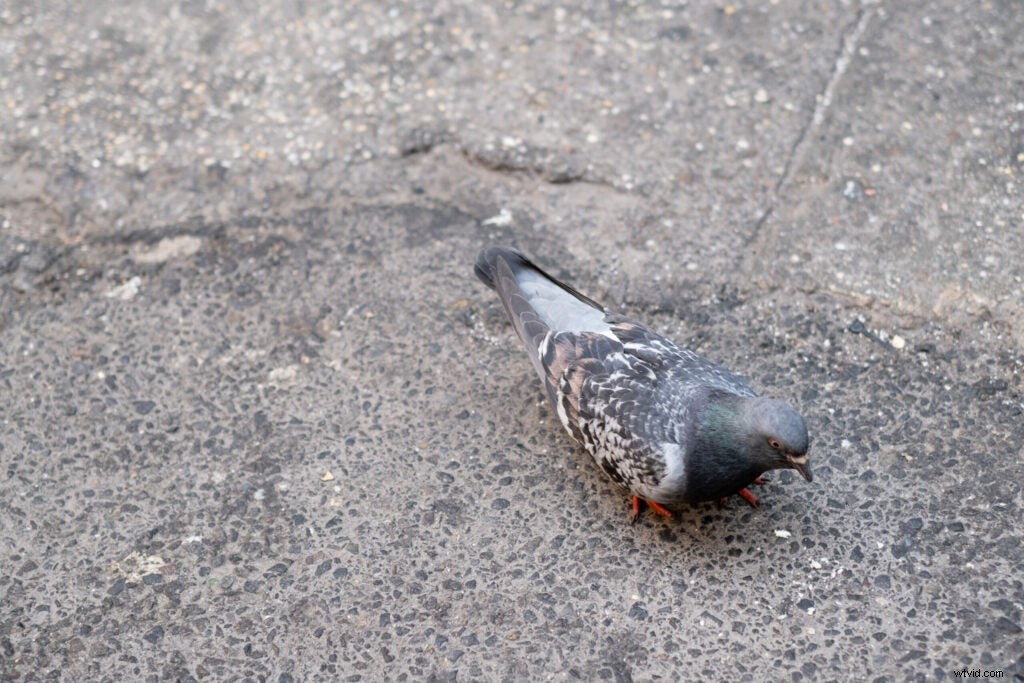 Fujifilm X-T4 Mirrorless Camera: First Hands-On Shots and Impressions