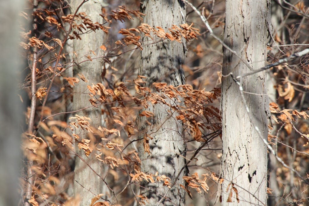 Hands-On Review: Tamron SP 150-600mm f/5-6.3 Di VC USD G2 – Super-Telephoto Excellence