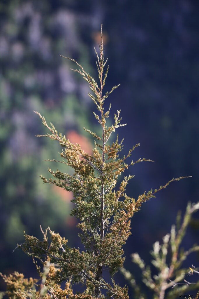 Hands-On Review: Tamron SP 150-600mm f/5-6.3 Di VC USD G2 – Super-Telephoto Excellence