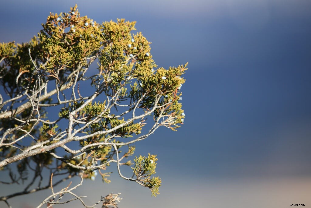 Hands-On Review: Tamron SP 150-600mm f/5-6.3 Di VC USD G2 – Super-Telephoto Excellence