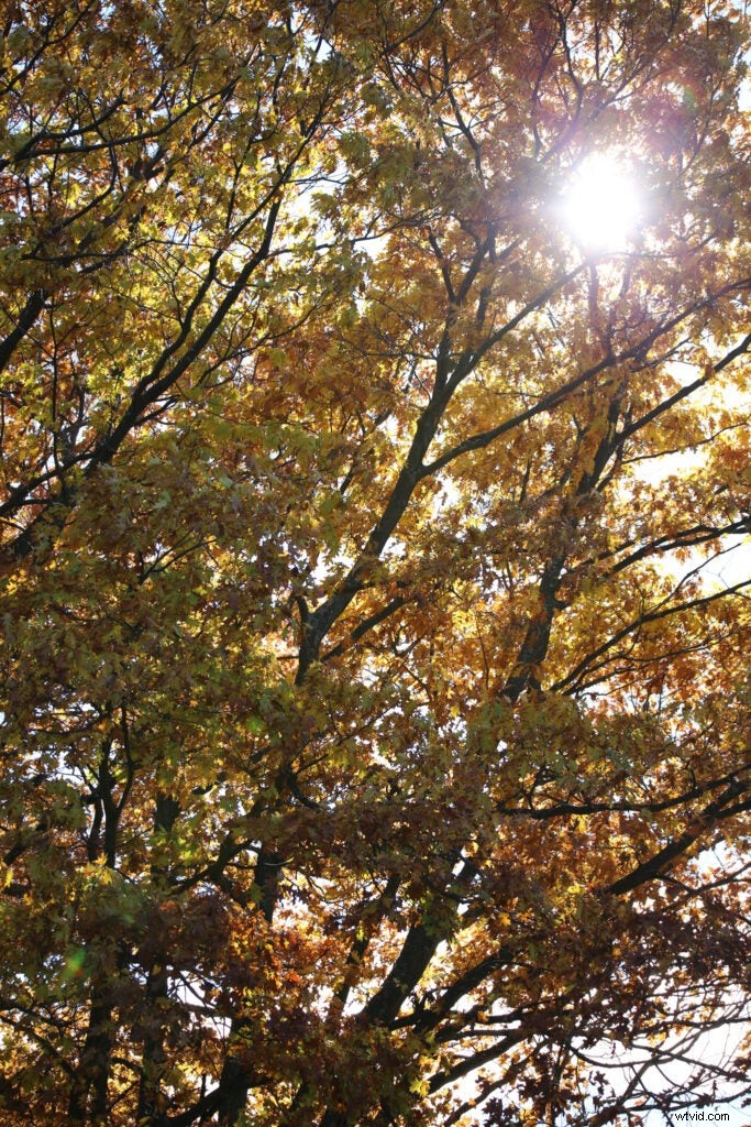 Hands-On Review: Tamron SP 150-600mm f/5-6.3 Di VC USD G2 – Super-Telephoto Excellence