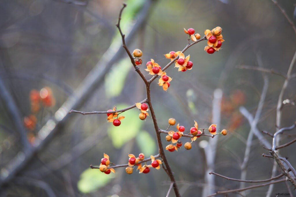 Hands-On Review: Tamron SP 150-600mm f/5-6.3 Di VC USD G2 – Super-Telephoto Excellence