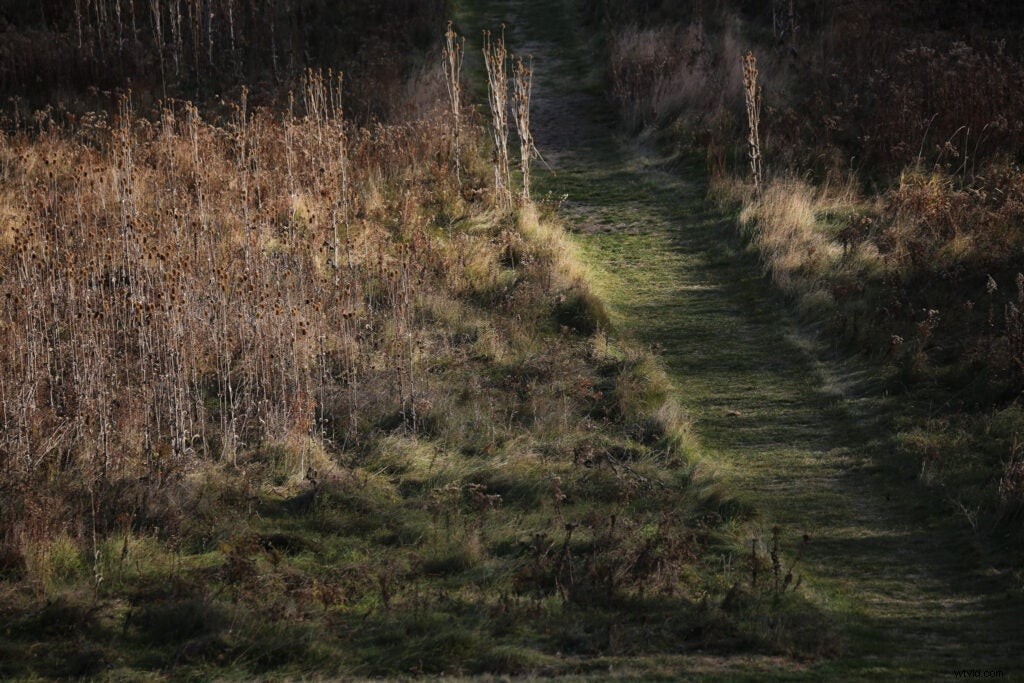 Hands-On Review: Tamron SP 150-600mm f/5-6.3 Di VC USD G2 – Super-Telephoto Excellence