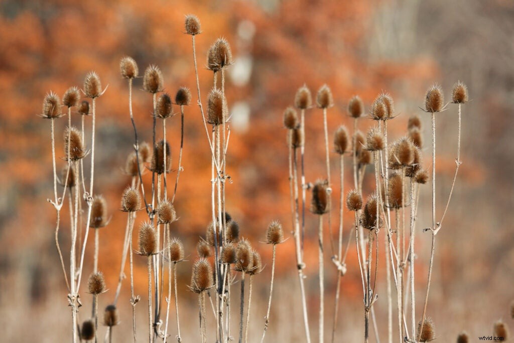 Hands-On Review: Tamron SP 150-600mm f/5-6.3 Di VC USD G2 – Super-Telephoto Excellence