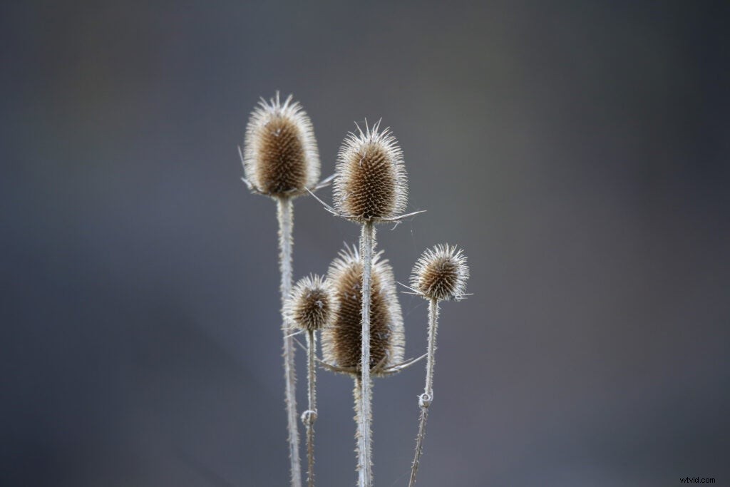 Hands-On Review: Tamron SP 150-600mm f/5-6.3 Di VC USD G2 – Super-Telephoto Excellence