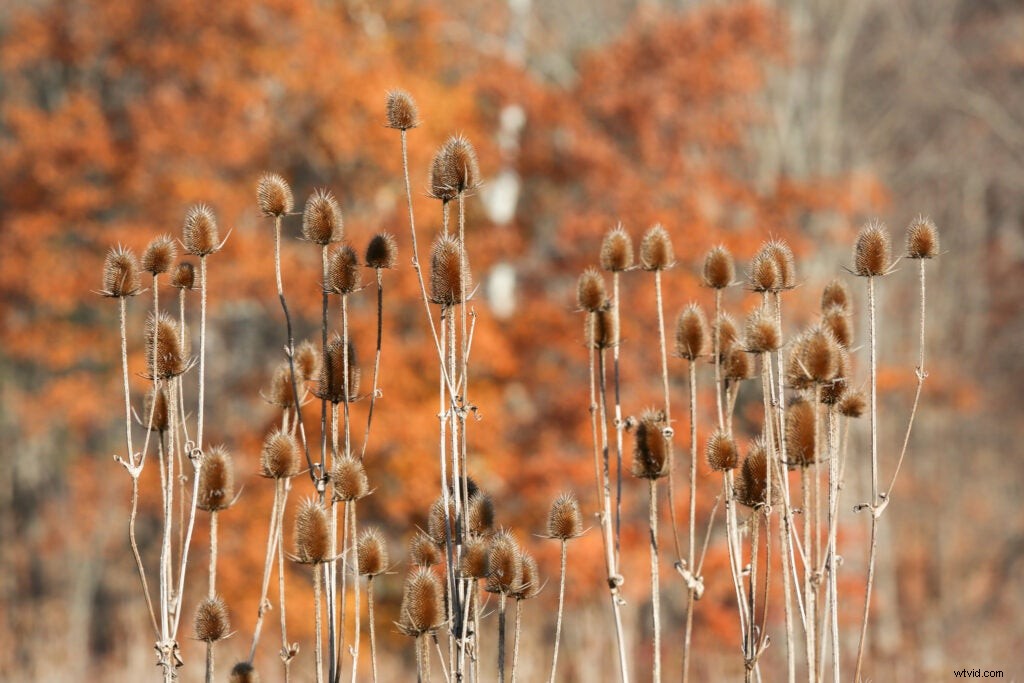 Hands-On Review: Tamron SP 150-600mm f/5-6.3 Di VC USD G2 – Super-Telephoto Excellence