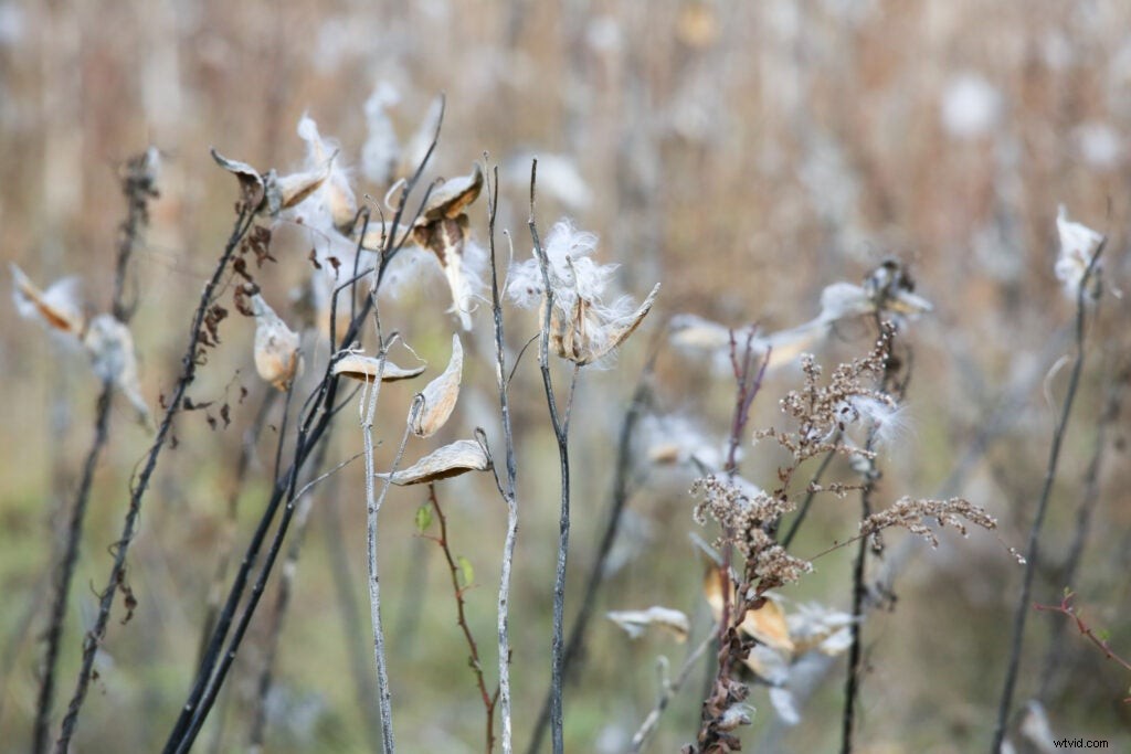 Hands-On Review: Tamron SP 150-600mm f/5-6.3 Di VC USD G2 – Super-Telephoto Excellence