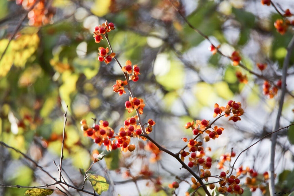 Hands-On Review: Tamron SP 150-600mm f/5-6.3 Di VC USD G2 – Super-Telephoto Excellence