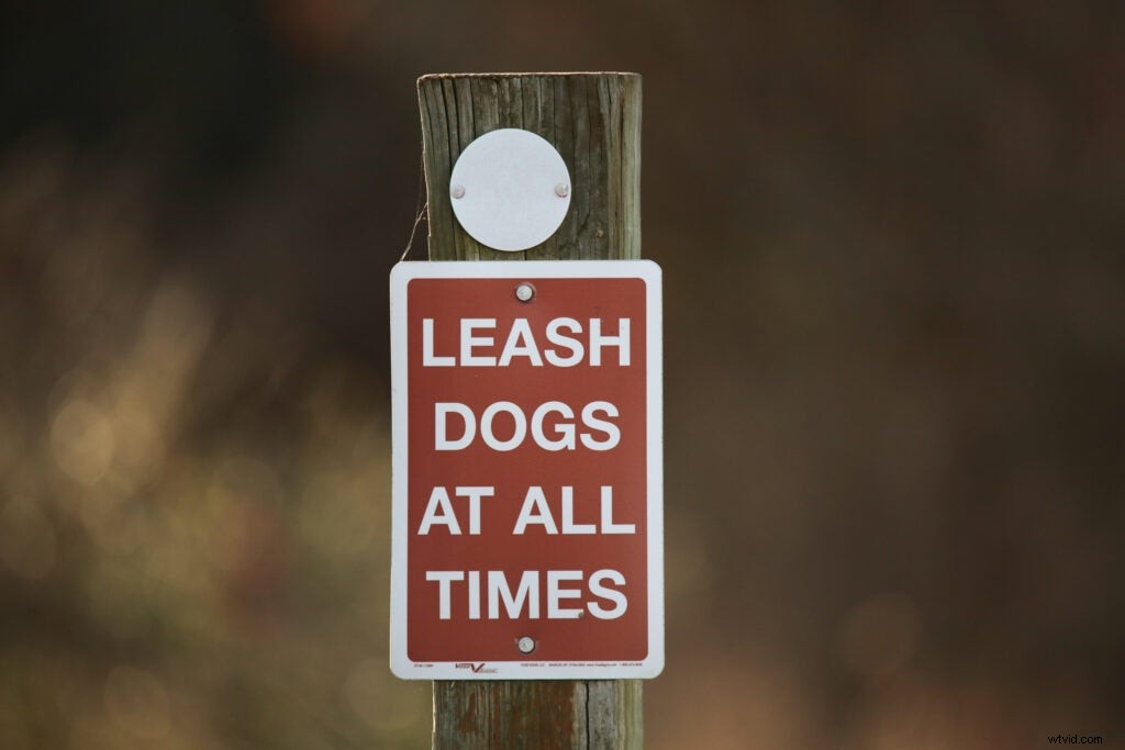 Hands-On Review: Tamron SP 150-600mm f/5-6.3 Di VC USD G2 – Super-Telephoto Excellence