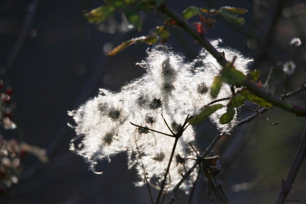 Hands-On Review: Tamron SP 150-600mm f/5-6.3 Di VC USD G2 – Super-Telephoto Excellence