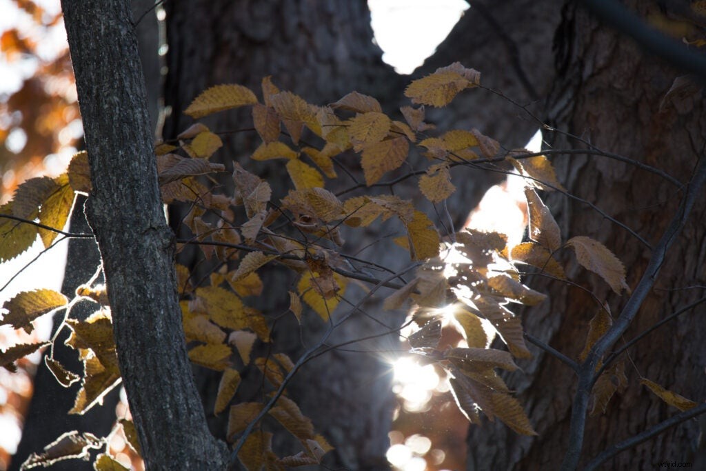 Hands-On Review: Tamron SP 150-600mm f/5-6.3 Di VC USD G2 – Super-Telephoto Excellence