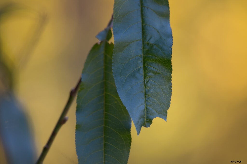 Hands-On Review: Tamron SP 150-600mm f/5-6.3 Di VC USD G2 – Super-Telephoto Excellence