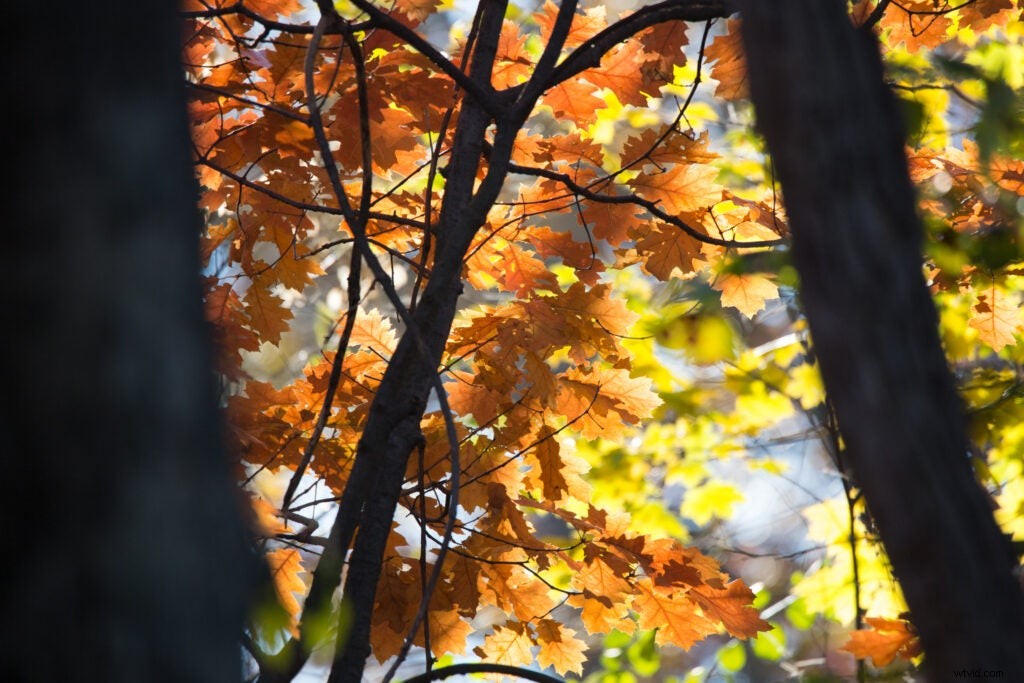 Hands-On Review: Tamron SP 150-600mm f/5-6.3 Di VC USD G2 – Super-Telephoto Excellence