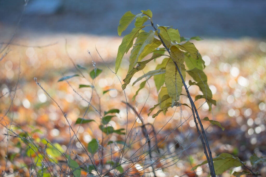 Hands-On Review: Tamron SP 150-600mm f/5-6.3 Di VC USD G2 – Super-Telephoto Excellence