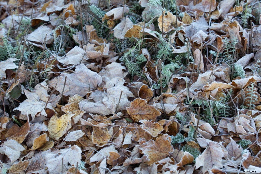 Hands-On Review: Tamron SP 150-600mm f/5-6.3 Di VC USD G2 – Super-Telephoto Excellence