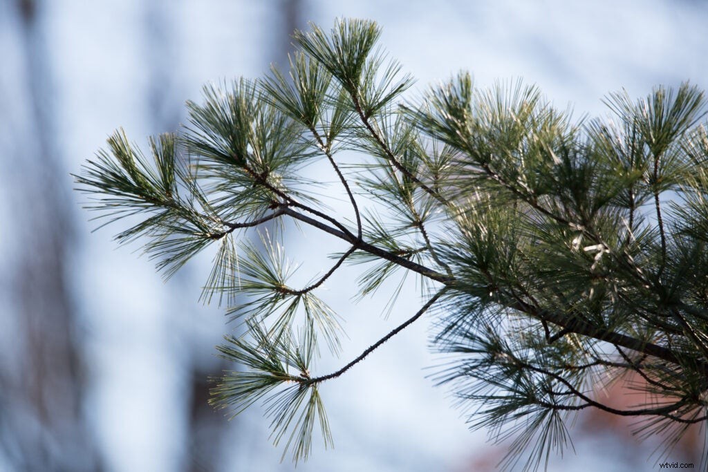 Hands-On Review: Tamron SP 150-600mm f/5-6.3 Di VC USD G2 – Super-Telephoto Excellence