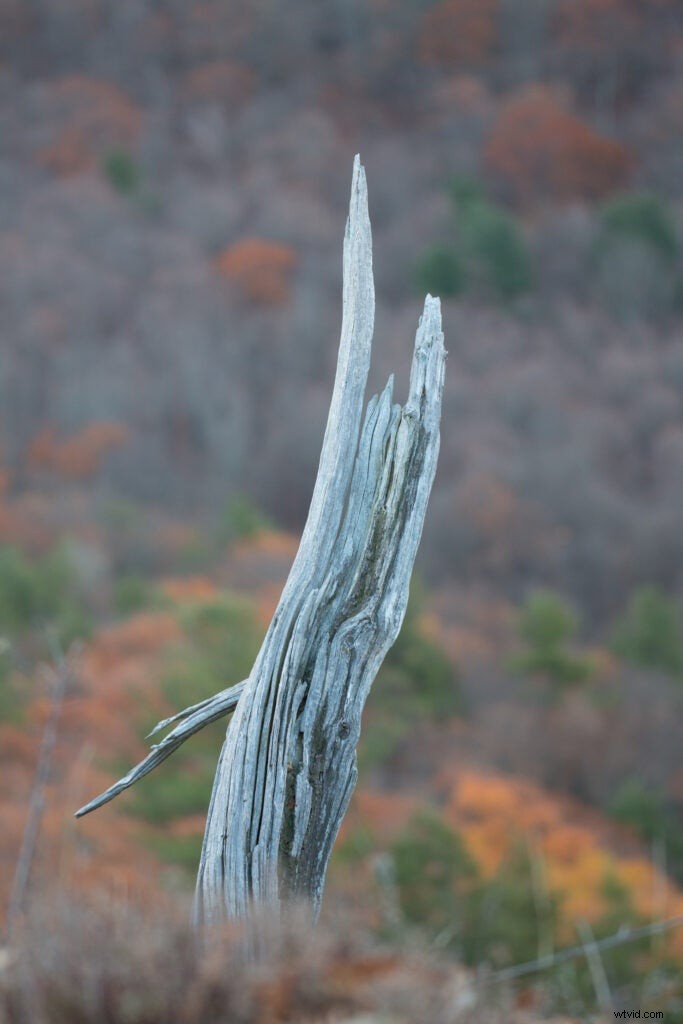 Hands-On Review: Tamron SP 150-600mm f/5-6.3 Di VC USD G2 – Super-Telephoto Excellence