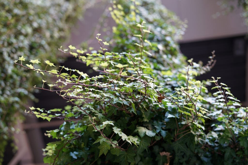 First Impressions: Sony Planar T* FE 50mm f/1.4 ZA Full-Frame Prime Lens Review