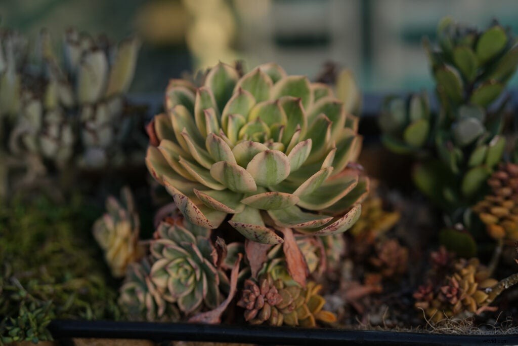 First Impressions: Sony Planar T* FE 50mm f/1.4 ZA Full-Frame Prime Lens Review