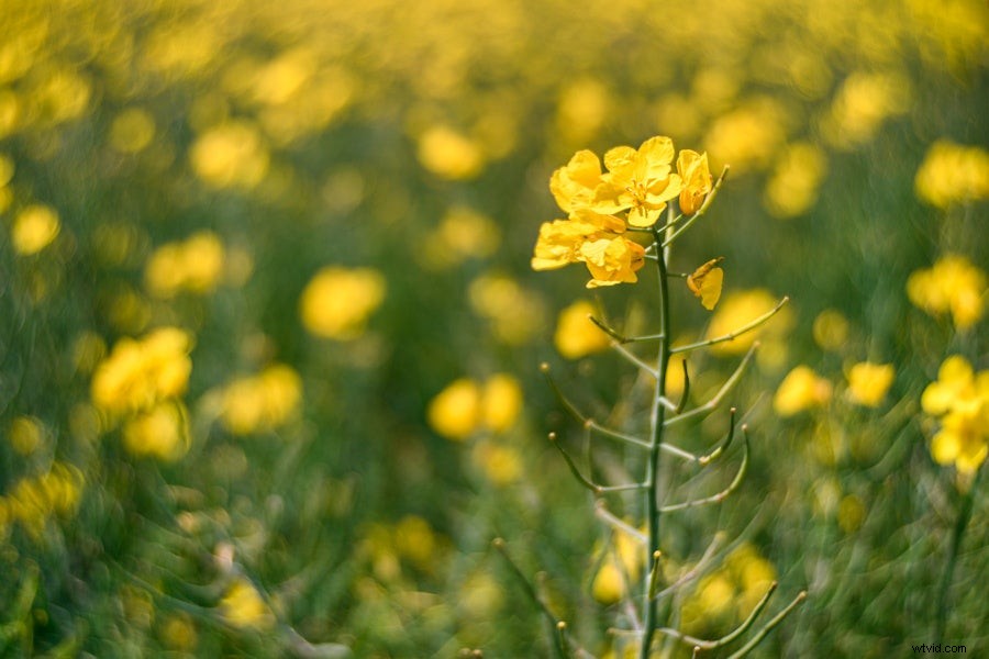 Meyer Optik Görlitz Trioplan 35mm f/2.8 II: Legendary Soap-Bubble Bokeh in a Wider Focal Length